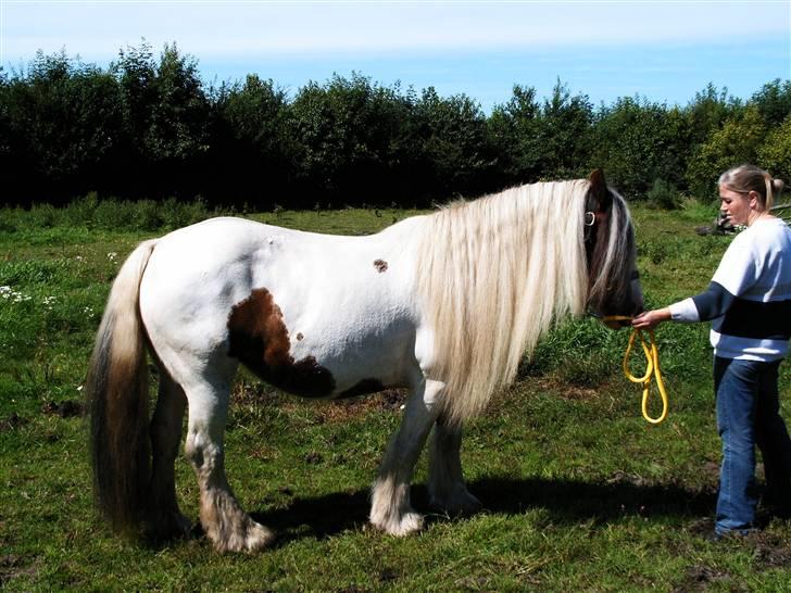 Irish Cob Aicia billede 3