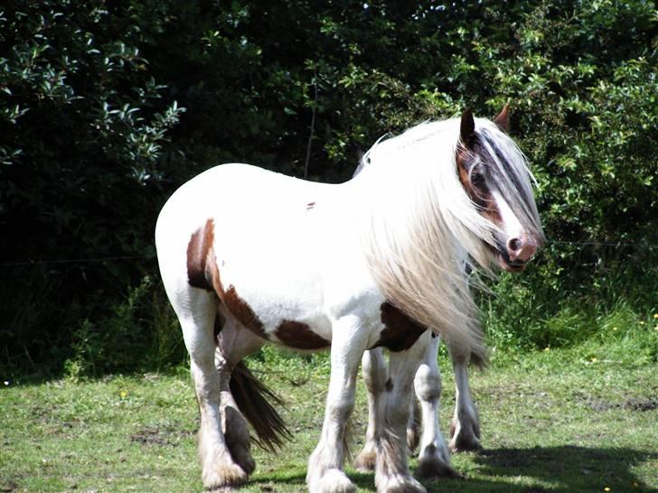 Irish Cob Aicia - Vind i håret det kan hun da få og lille Cassie gemmer sig bagved;;--)) billede 4