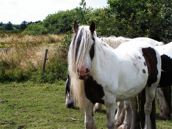 Irish Cob Aicia billede 5