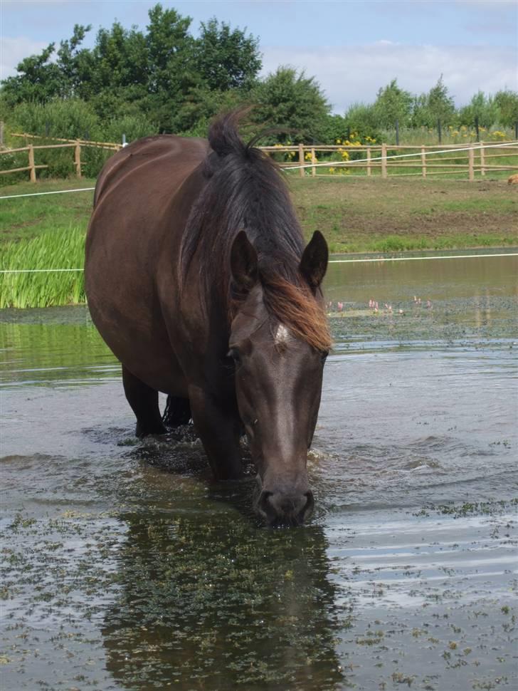 Knabstrupper Majco' Thunder Coffee - fotograf: Maria Dixen / Coffee 2 år ! billede 9