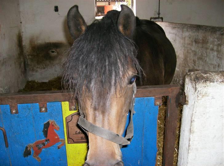 Anden særlig race lady, *solgt* - lady ved hendes nye ejer<3 billede 11