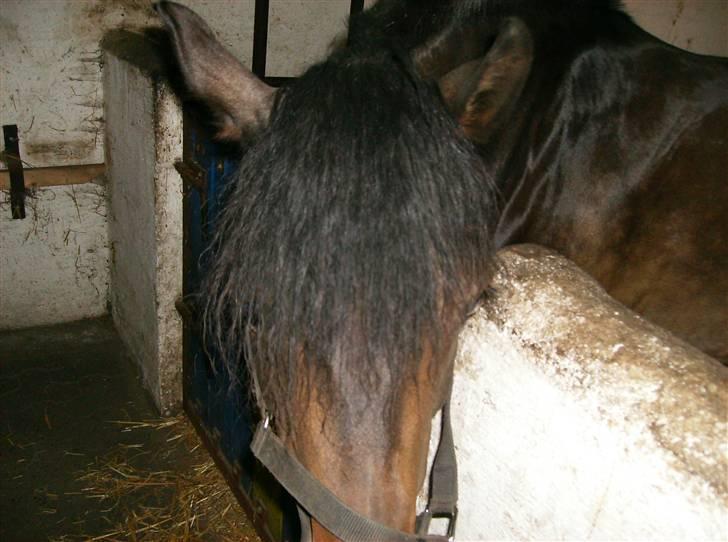 Anden særlig race lady, *solgt* - <3!!! billede 13