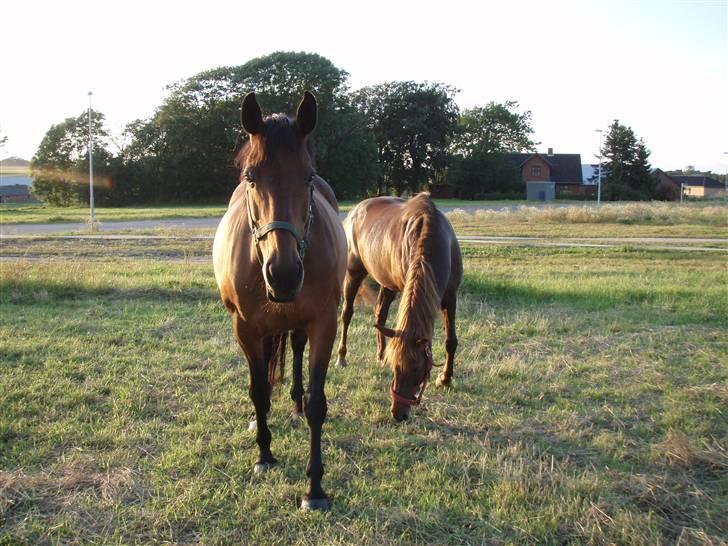 Dansk Varmblod Savannah - savannah og Tascha billede 20