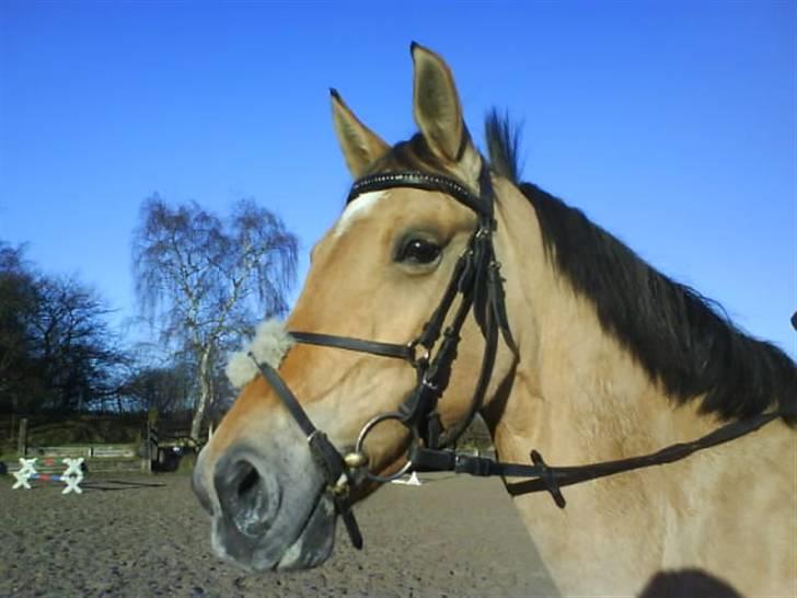Anden særlig race * Madonna *  R.I.P <3 :'( - madonna har lige sprunget billede 8