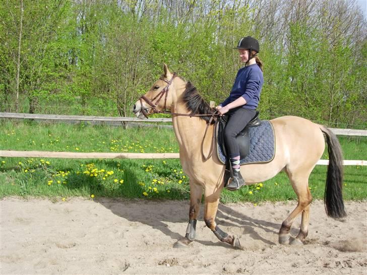 Anden særlig race * Madonna *  R.I.P <3 :'( - jeg er oppe og prøve hende hos de gamle ejer billede 14