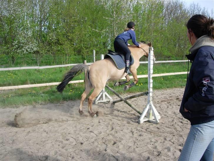Anden særlig race * Madonna *  R.I.P <3 :'( - vi springer højere end det vi springer omkrig 80-90 stykker jeg prøver hende bare oppe hos de gamle ejere billede 15
