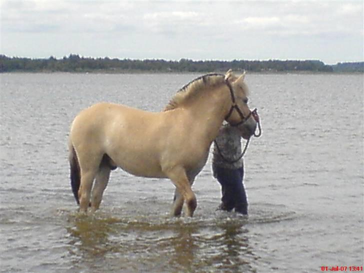 Fjordhest Casus - solgt :'( - casus i vandet for første gang, 2 år :P billede 6