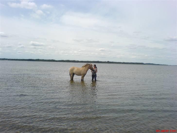 Fjordhest Casus - solgt :'( - ihh , var dejligt at være i vandet :P  billede 7