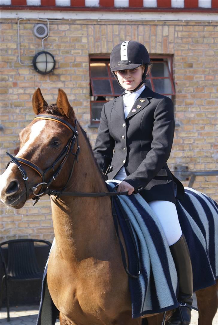 New Forest Boytano  - Stævne på MAK præmie overrekkelse "Fotograf: Min far billede 12