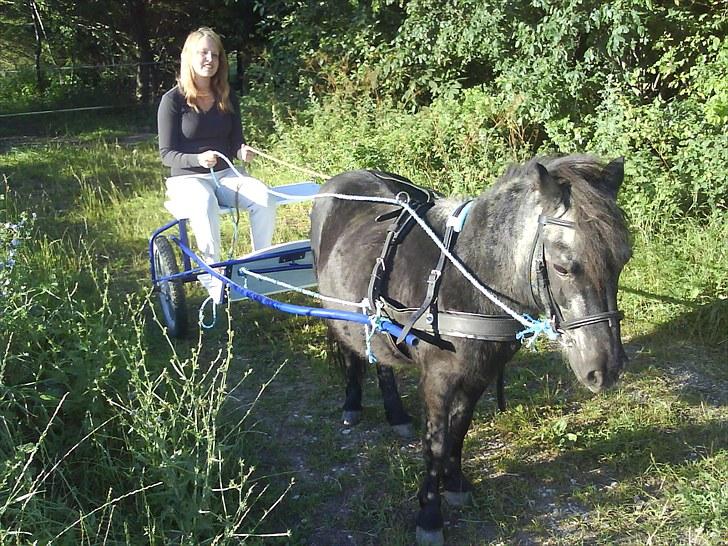 Shetlænder laban - min dejlige gammel pony :) sommerne 2010 billede 9