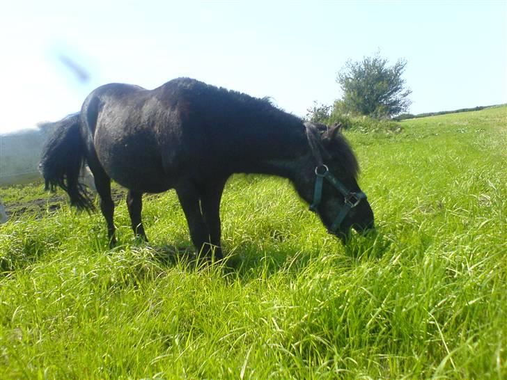 Shetlænder laban billede 10