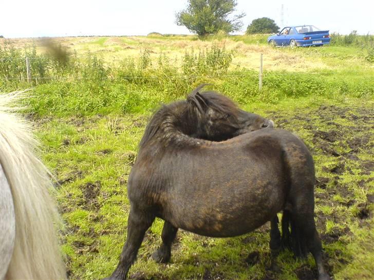 Shetlænder laban billede 11