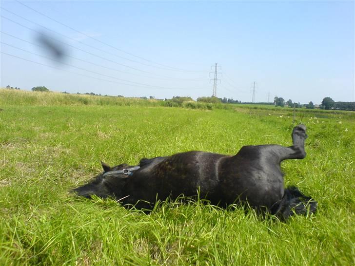 Shetlænder laban billede 12