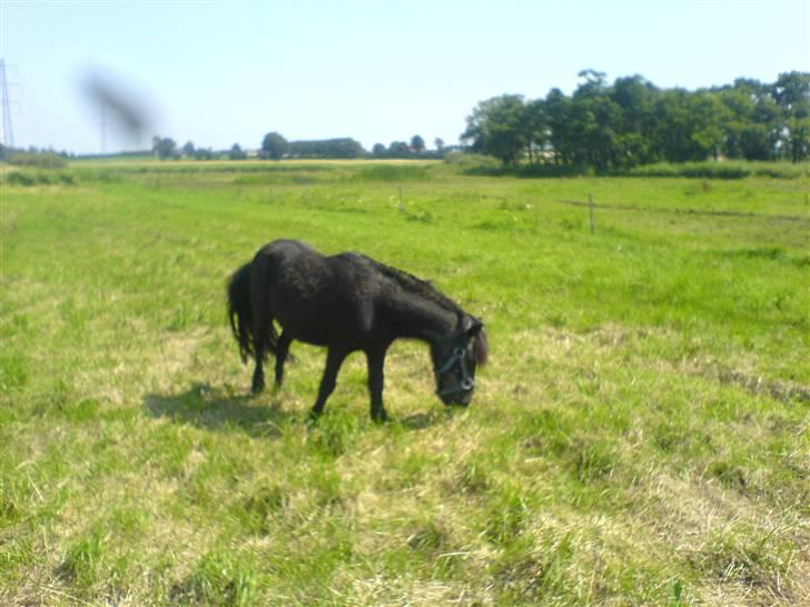 Shetlænder laban billede 15