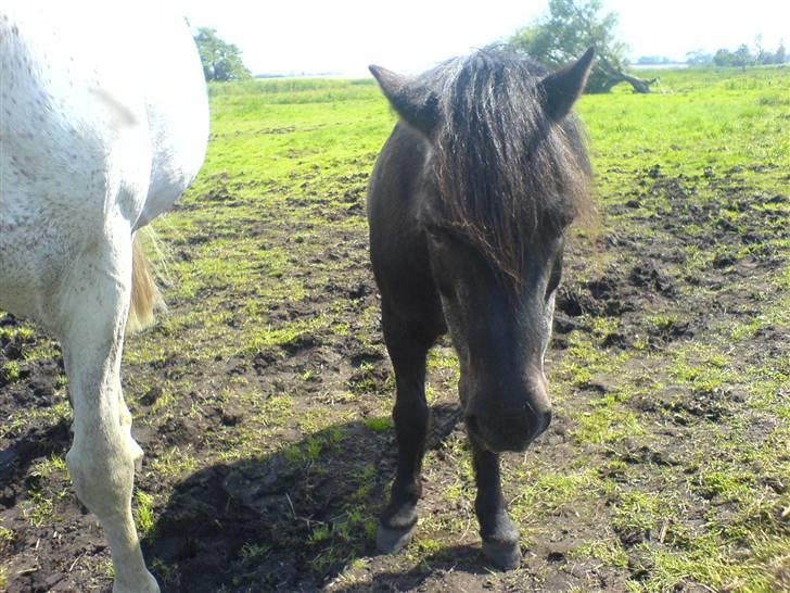 Shetlænder laban billede 16