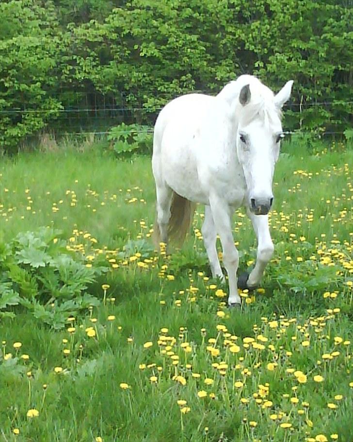Anden særlig race shadow billede 12
