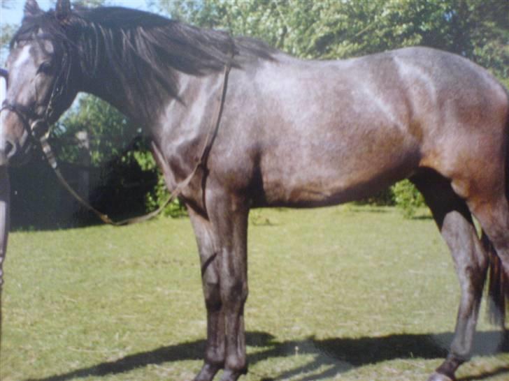 Anden særlig race shadow - sårh så min smukke hest ud da han var 3 :) billede 16