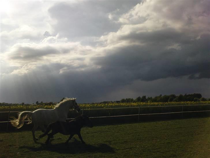 Anden særlig race shadow billede 17