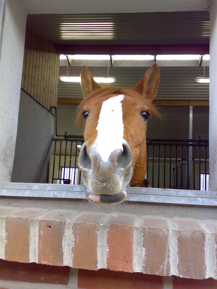 Welsh Pony (sec B)  Daisy  - jeg kan altså kun lige kigge ud!,,.  billede 5