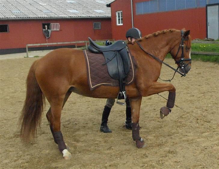 Welsh Pony (sec B)  Daisy  - spanske skridt   billede 6