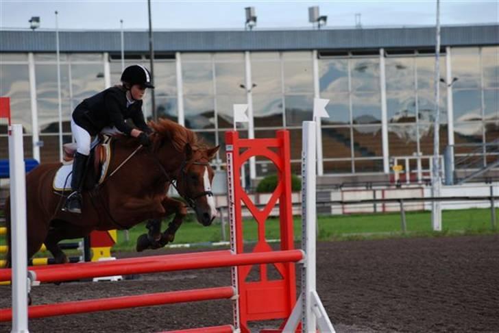 Welsh Pony (sec B)  Daisy  - MB i Norge - 5. plads billede 7