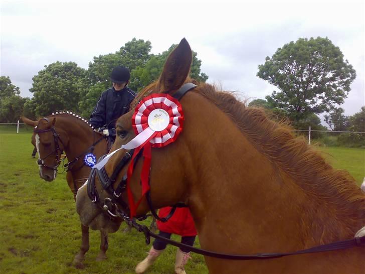 Welsh Pony (sec B)  Daisy  - stævne i hejlsminde.. vandt LB billede 8