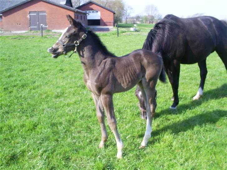Dansk Varmblod Diego´s Diva  billede 10