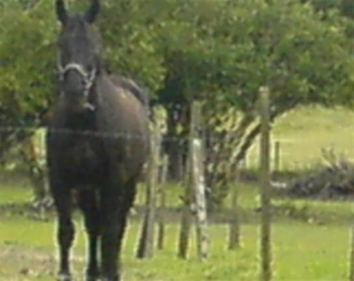 Oldenborg Guri (død) :( - Guri piqen iqen (: <3 billede 6