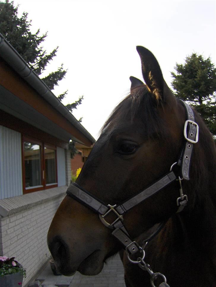 Anden særlig race Fari - Fari musen, (: billede 1