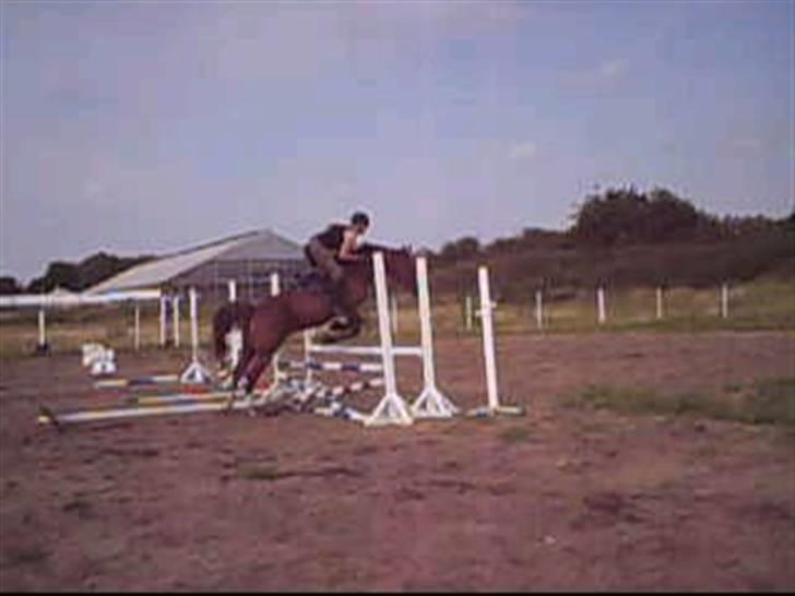 Anden særlig race Sheik (Solgt) - Beklager kvaliteten, er fra en video billede 8