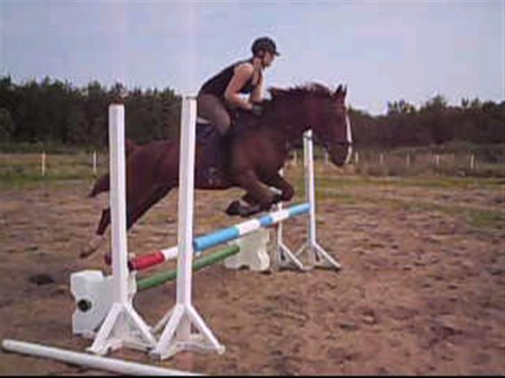 Anden særlig race Sheik (Solgt) - Beklager kvaliteten, er fra en video billede 9