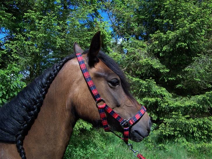 Welsh Cob (sec D) Lillelunds Hailey solgt - Her er hun så min lille yngling..!!  2009 billede 1