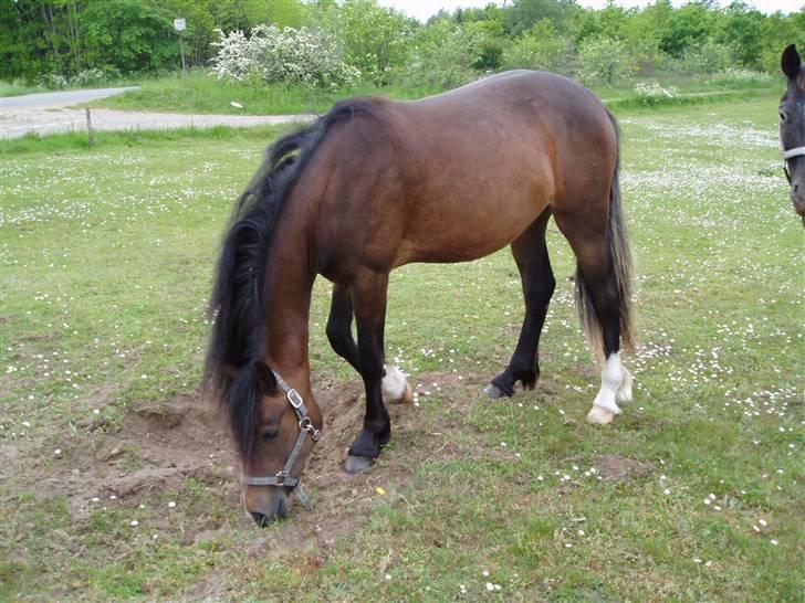 Welsh Cob (sec D) Lillelunds Hailey solgt - Mmm... Her kunne det være SKØNT at rulle sig..!!  2008 billede 2