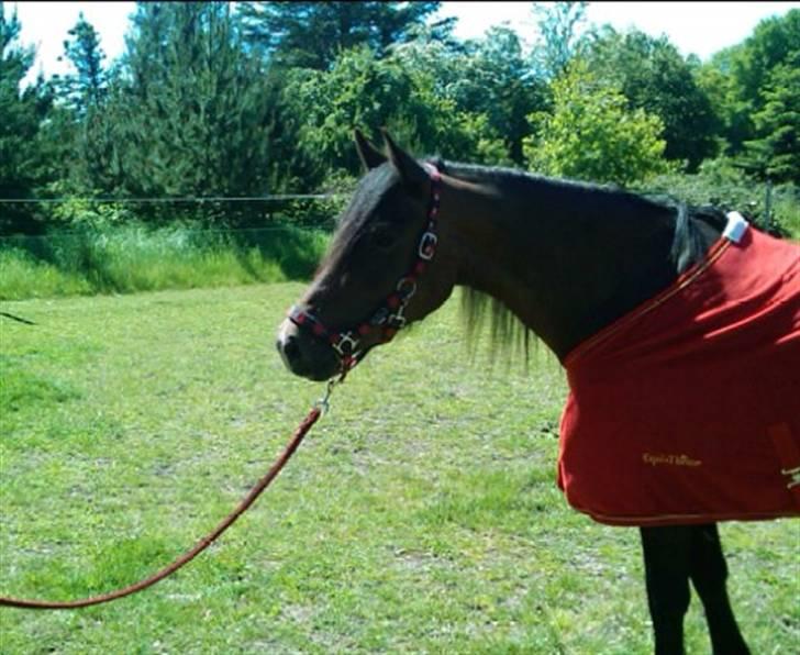 Welsh Cob (sec D) Lillelunds Hailey solgt - Lidt fotogen har man vel lov til at være!! 2009 billede 3