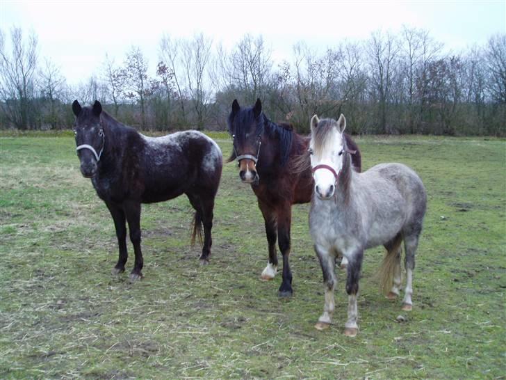 Welsh Cob (sec D) Lillelunds Hailey solgt - Hailey og hendes legekammerater også Welsh ponyer. billede 4