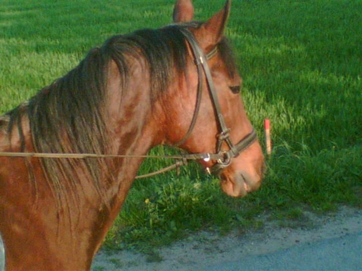 Traver Kalinka billede 1