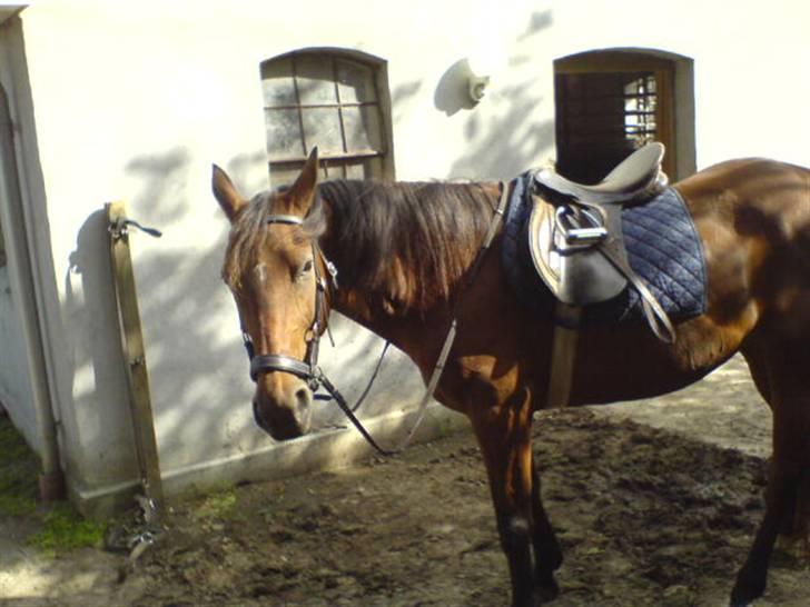 Traver Kalinka billede 2