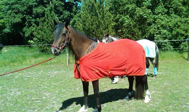 Welsh Cob (sec D) Lillelunds Hailey solgt - sommer 2009 billede 5