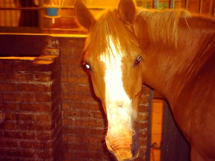 Anden særlig race Pronto- Solgt ! :) - Pronto i stalden :) billede 1