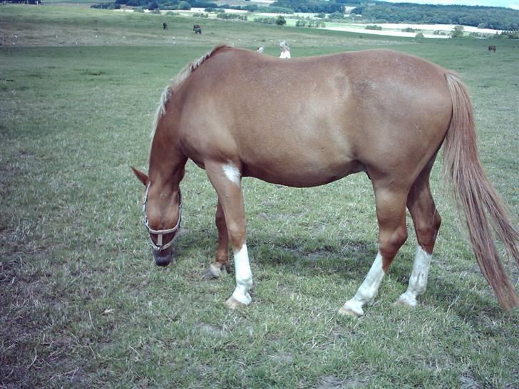 Anden særlig race Pronto- Solgt ! :) - Pronto, ELSKER græs :P .. hehe  billede 2