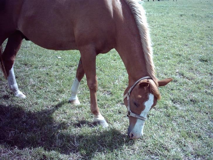 Anden særlig race Pronto- Solgt ! :) - Gumle gumle :) billede 3