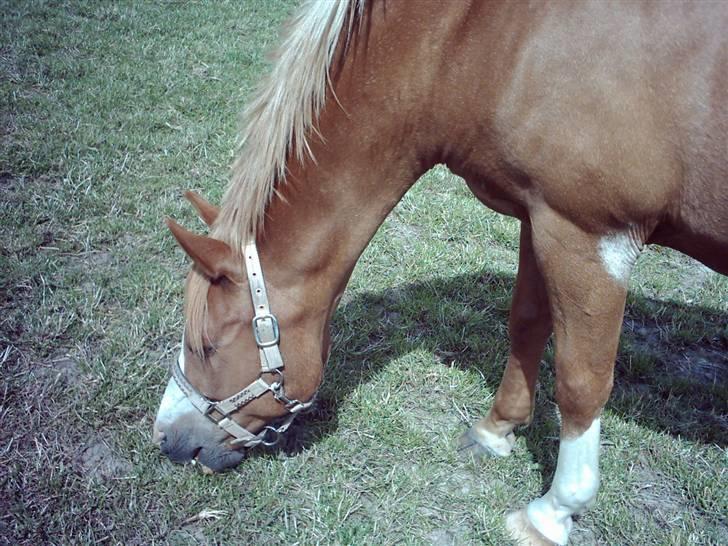 Anden særlig race Pronto- Solgt ! :) - Uhm, det er dejligt .. billede 4