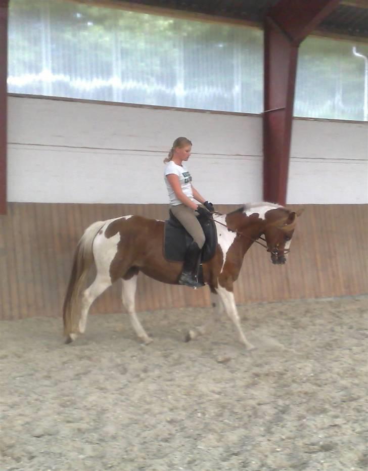 Pinto Duchess -solgt - lidt dressur.. stadig med følvom.. billede 14