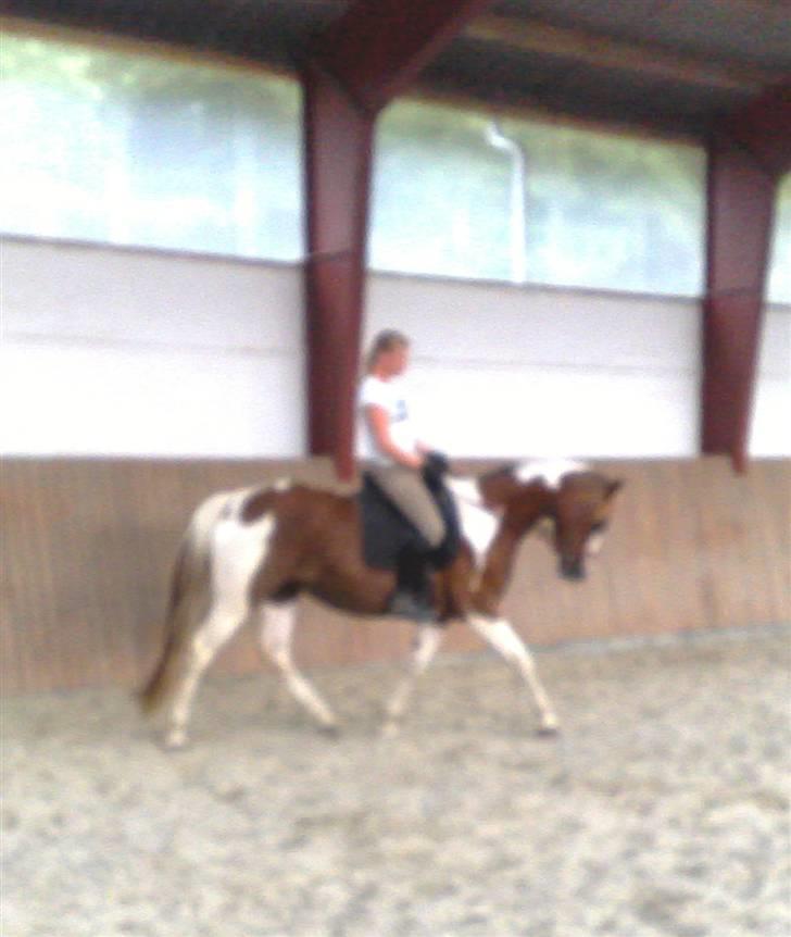 Pinto Duchess -solgt - lidt sløret desværre billede 18