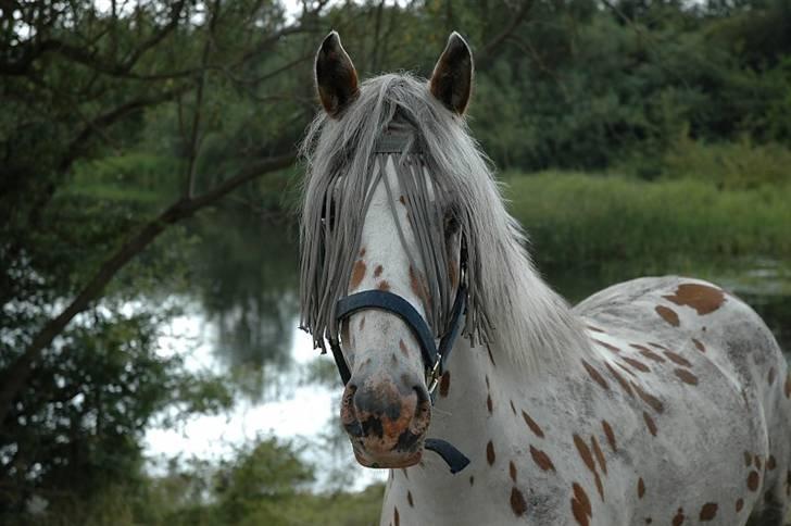 Appaloosa Painted - miin lille Painted på sommergræs :P billede 13