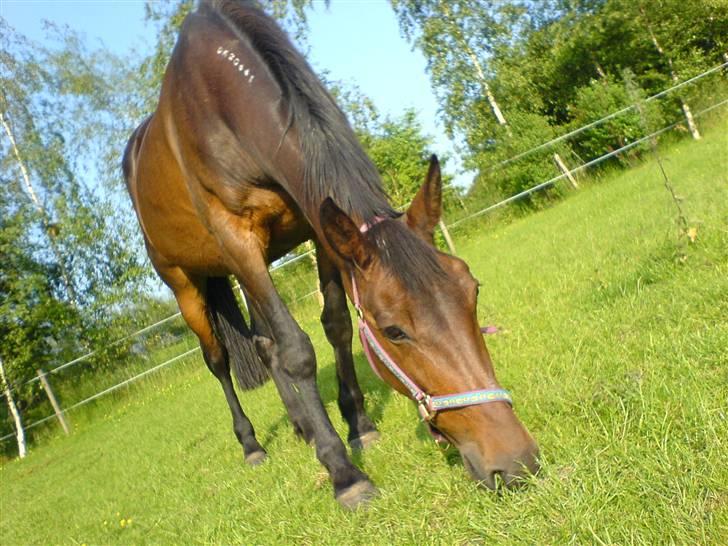 Traver Vixi Wørtel <3 R.I.P :'( billede 1