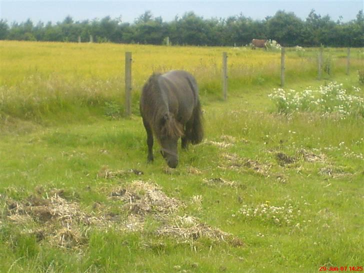 Shetlænder pretty <33 rider ikke mer - pretty der står ude på folden og græsser<3 billede 7