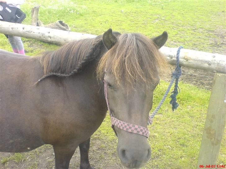 Shetlænder pretty <33 rider ikke mer - pretty der står fint hvor hende´s man er bleven flette<3 billede 8