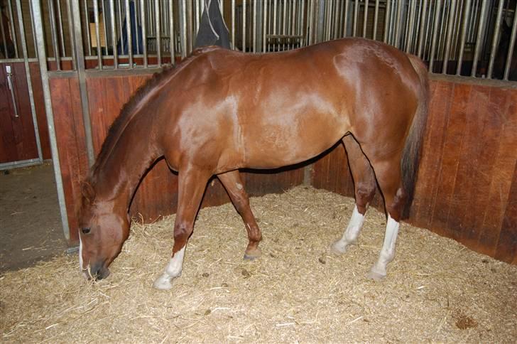 Welsh Pony af Cob-type (sec C) Rifka <3 *SOLGT* - 4. billede 4