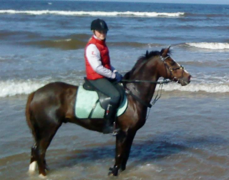 New Forest  carlo    SOLGT  - mig og carlo ved stranden den 9/4 09 nice dag :P billede 1